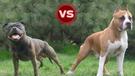 Pit Bull und Staffordshire Terrier: die Hauptunterschiede
