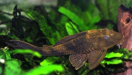 Plecostomus: varieties and content rules