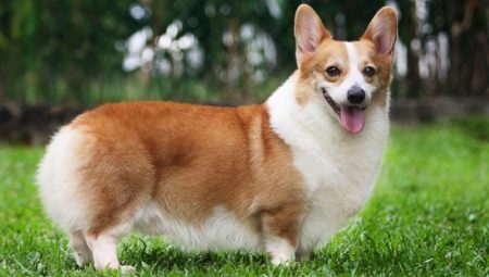 Pros and cons of Corgi breed
