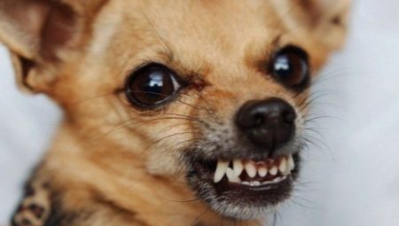 Why do dogs growl and what to do about it?