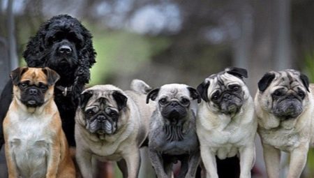 Pug-like dog breeds