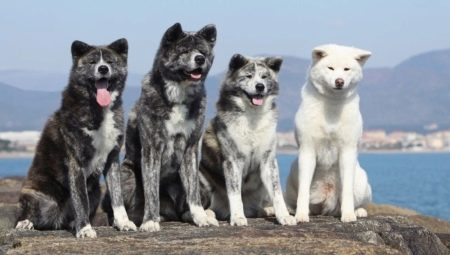 Breeds of Japanese Dogs