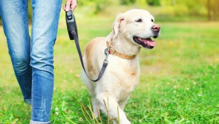 Dog Roulette Leash: cum să alegi și să folosești?