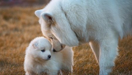 Rules for raising puppies and adult dogs