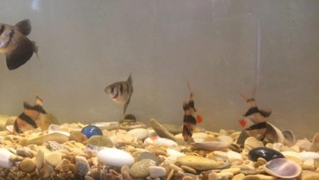 Shells in an aquarium: benefits, harms and recommendations for use