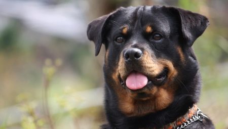 Rottweiler: breed characteristics and maintenance rules