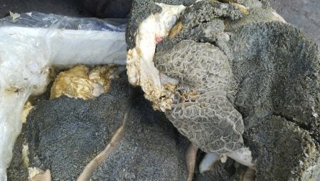 Scar for dogs: what is it, how to cook it and how much to give?