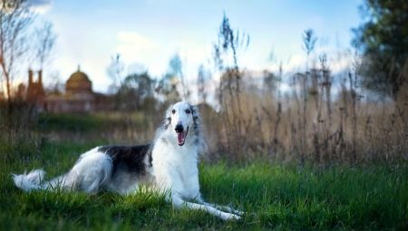 Russian Borzoi: characteristic, temperament, basic care