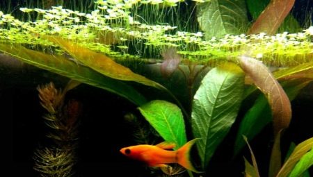Duckweed in an aquarium: description, benefits and harms