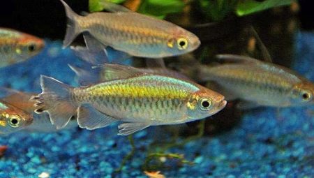 Peix del Congo: descripció, normes de conservació, reproducció i compatibilitat