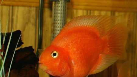 Parrot fish: varieties and secrets of keeping