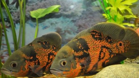 Who does cichlids get along with in an aquarium?