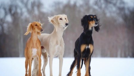 Saluki: characteristics of the breed of dogs, especially care