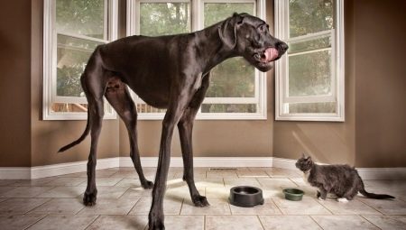 Tallest dogs in the world
