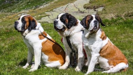 Saint Bernard: description, features of character and content