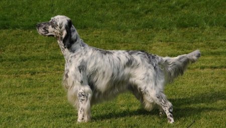 Setter: varieties of breed, colors and contents