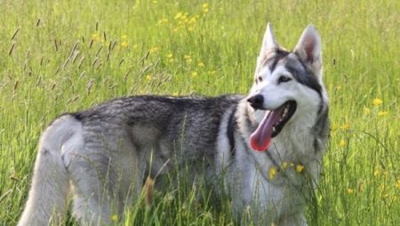 Northern Inuit dog: what does it look like and how to care for it?