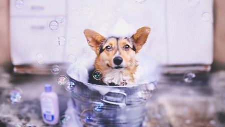 Shampoo for dogs: varieties and characteristics