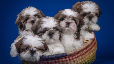Shih Tzu: breed description, nature, feeding and care