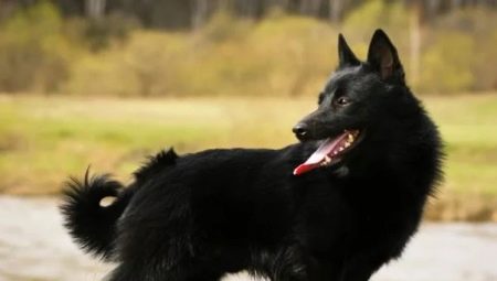 Schipperke: breed description and content