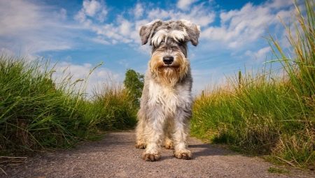 Schnauzers: description of breeds, types and nuances of content