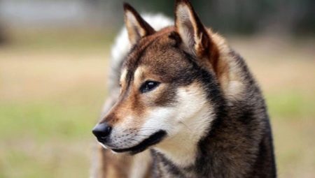 Shikoku: breed features and cultivation