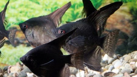 Black angelfish: how do fish look and how to care for them?