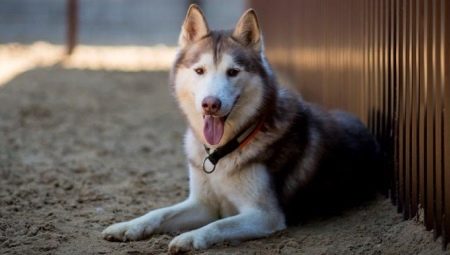 Köpekler kaç yıl yaşıyor ve neye bağlı?