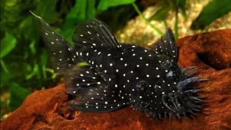 How many aquarium catfish live and why does it depend?