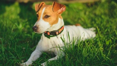 Jak dlouho žije Jack Russell Terrier a na čem závisí?