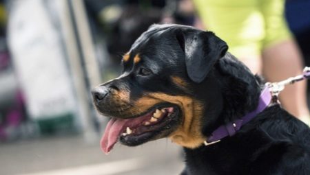 Quants rottweilers viuen i de què depèn?