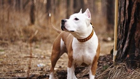 How many staffordshire terriers live and what does it depend on?