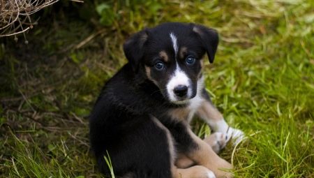 Complex nicknames for dogs of two or more words