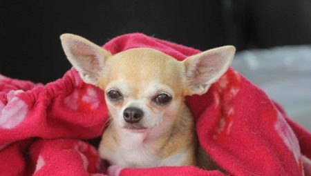 Long-lived dogs: which breeds live the longest?