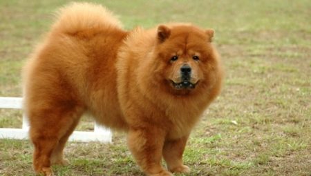 Dogs similar to bears