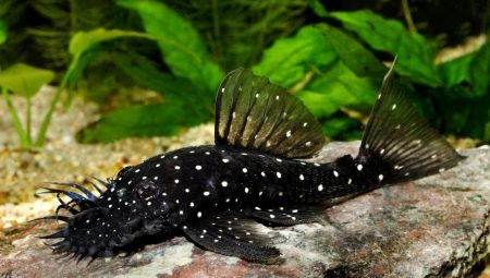 Manteniment i cura de peixos de l'aquari