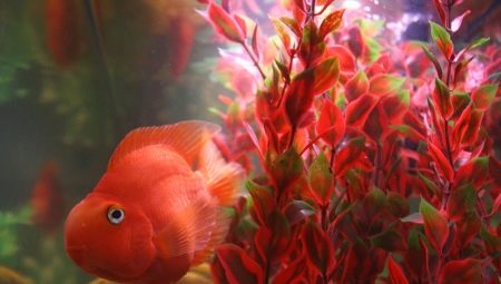 Maintenance and care of parrot fish