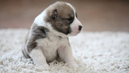 Keeping and raising puppies alabay in 2 months