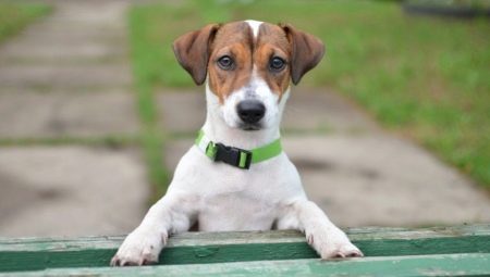 Jack Russell Terrier nickname list