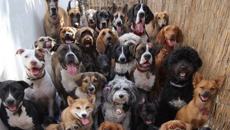 List of dog names for the letter D