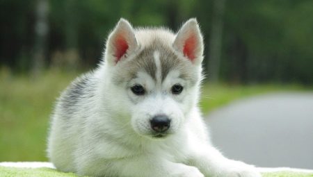 List of beautiful and funny huskies