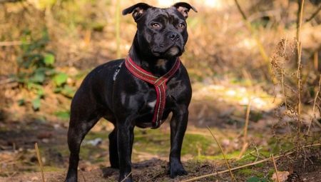 Staffordshire Bull Terrier: breed description, nuances of care