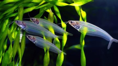 Glass catfish: description and content secrets