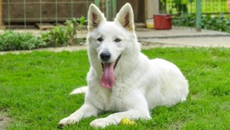 Guard Dog Breeds: General Features, Species, and Selection Tips