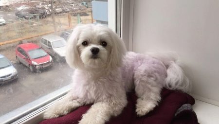 Saç kesimi ipuçları: ipuçları ve orijinal fikirler