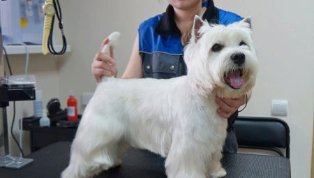 West Highland White Terrier haircut: requirements and types