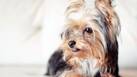 Haircuts of the Yorkshire Terrier: types and selection rules
