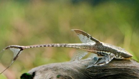 Sturisoma Panama: description, features of care and reproduction