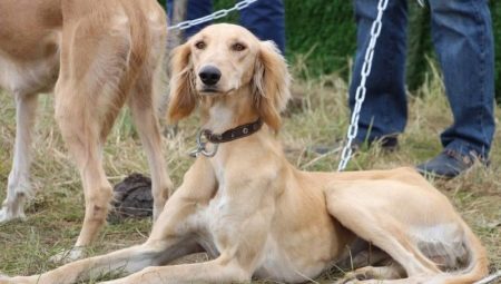 Basins: description of the breed of dogs and nuances of content