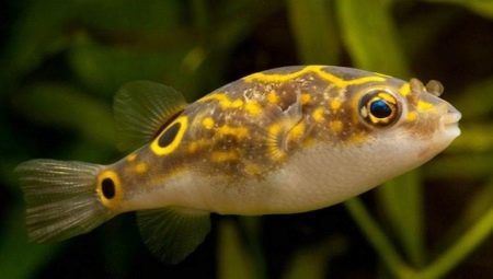 Dwarf tetradons: characteristics, tips on care and breeding